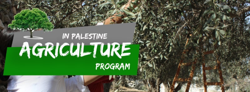 GO Volunteer In Palestine! - Volunteer, Internship & Arabic Programs In ...